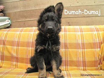 Dumah-Dumaj, ODH pup van 7 wk